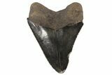 Serrated, Fossil Megalodon Tooth - Georgia #78194-2